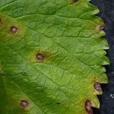 Bacterial Blight