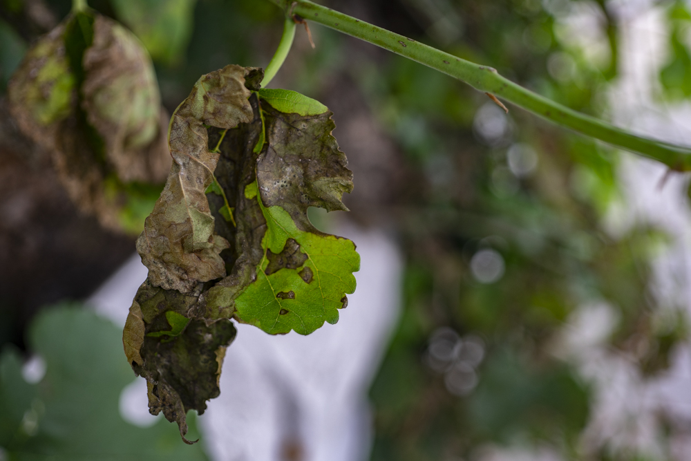 Dataset Sample Image