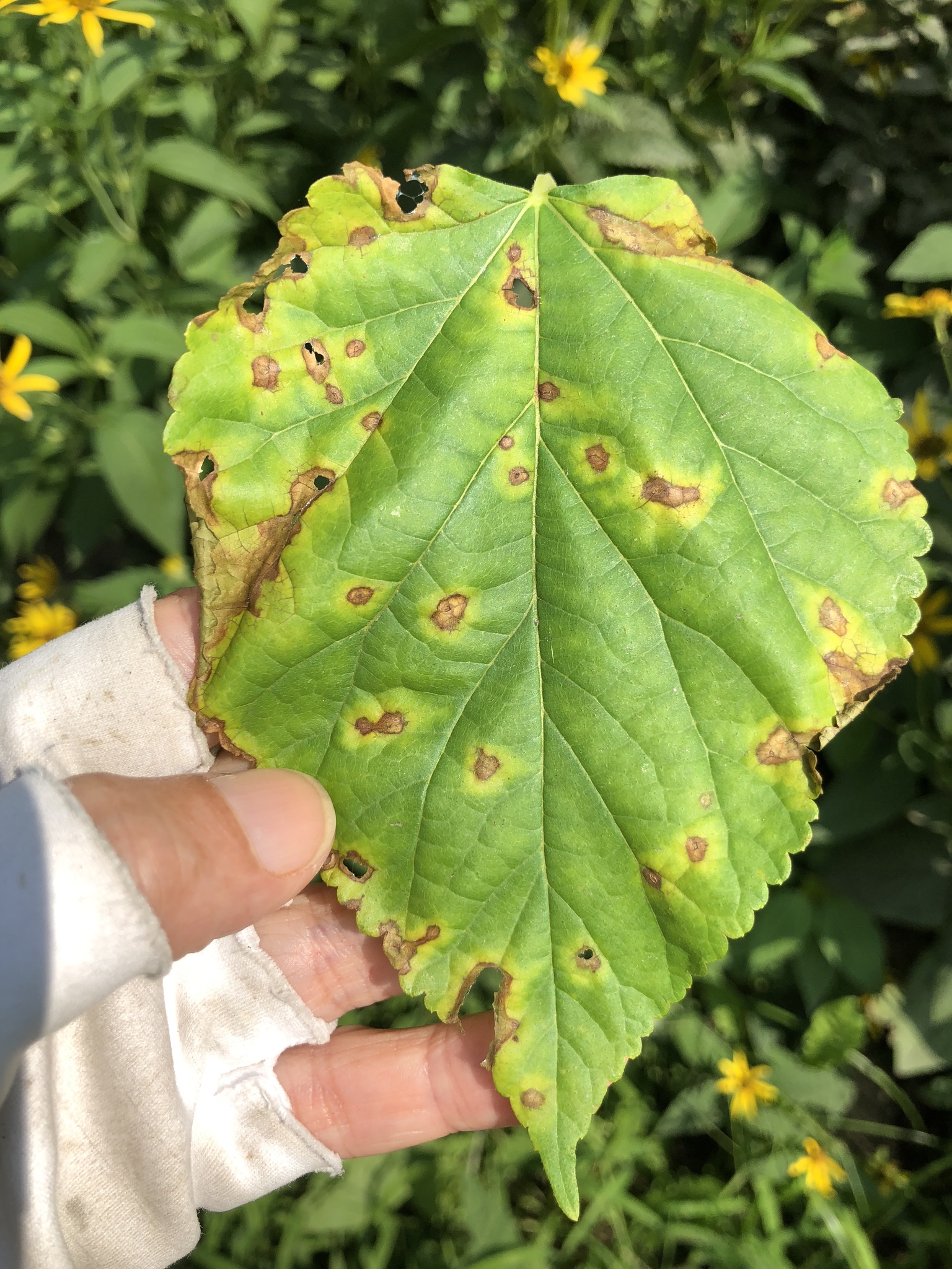Leaf Spot