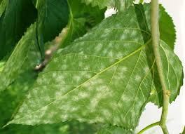 Powdery Mildew