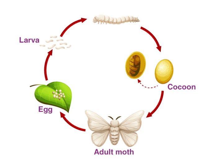 Silkworm Life Cycle